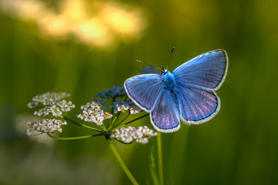 Prikt een libelle? Dit is wat je echt moet weten