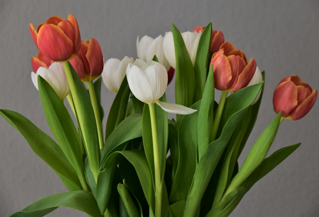 Tulpen in pot: zo plant en verzorg je ze succesvol