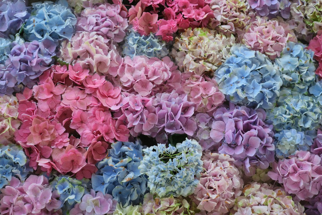 Boeket hortensia: dit maakt het zo bijzonder (en waar je op moet letten)