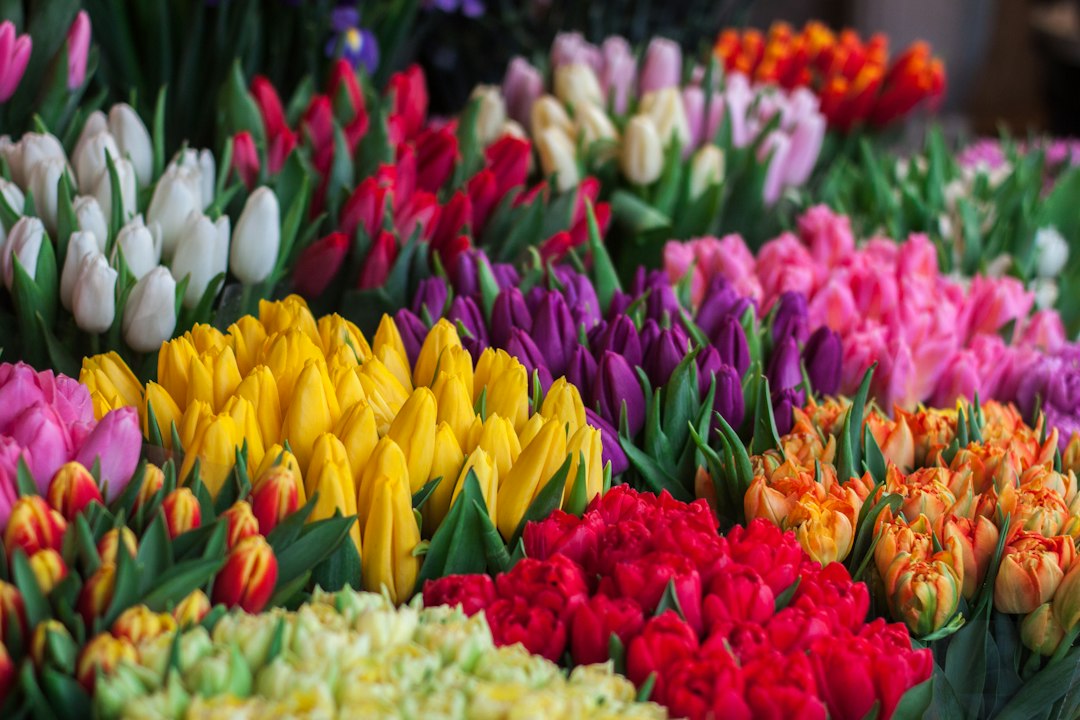 Tulpen schuin of recht afsnijden? Dit is wat echt werkt