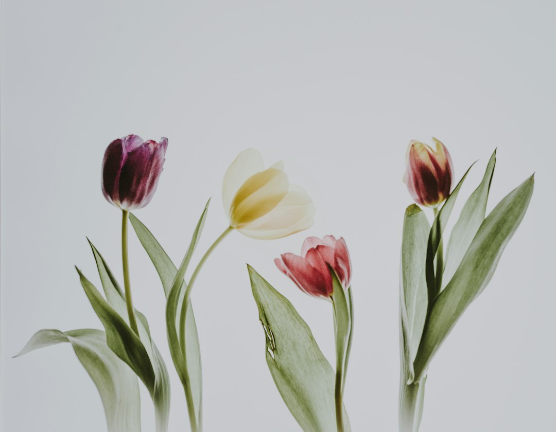 Botanische tulpen: wat ze zijn en waarom ze ieder jaar terugkomen