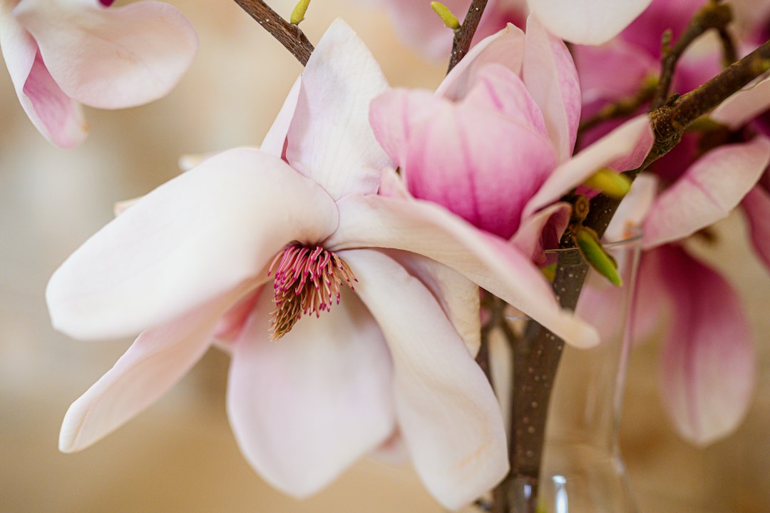 Magnolia takken in een vaas: zo laat je ze mooi bloeien