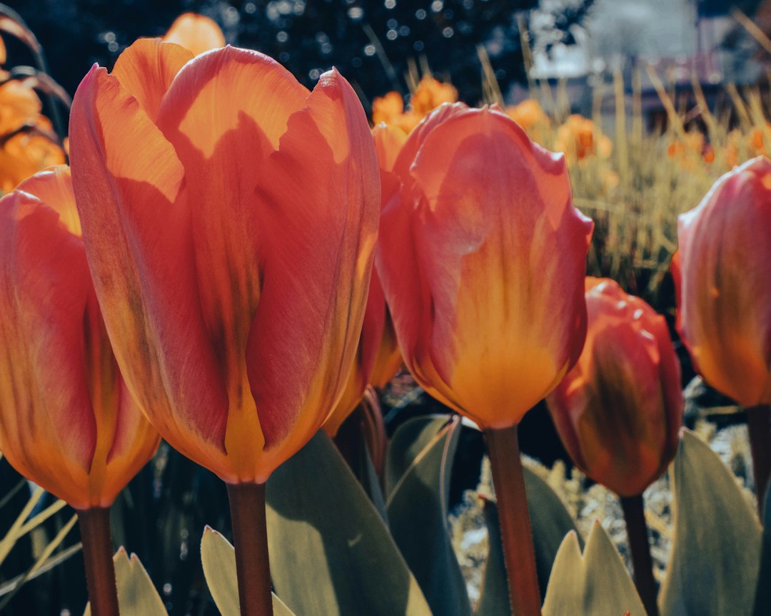 Franse tulpen: wat ze zijn, hoe ze groeien en welke soorten je kunt kiezen