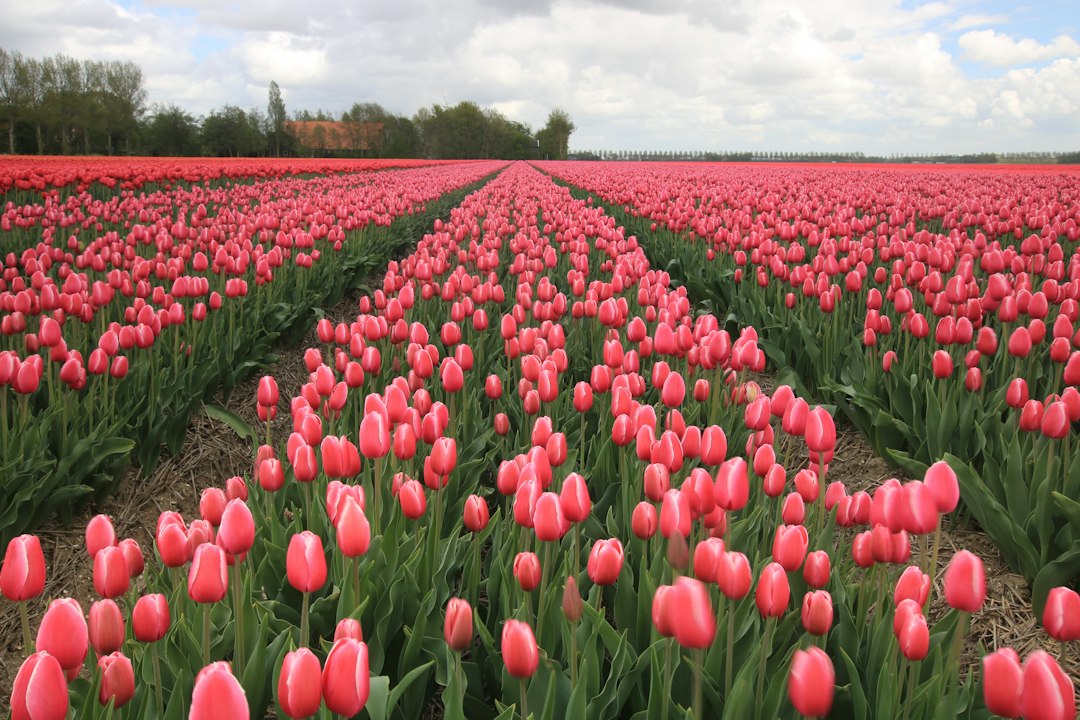 Soorten tulpen: een overzicht van de mooiste en bekendste typen
