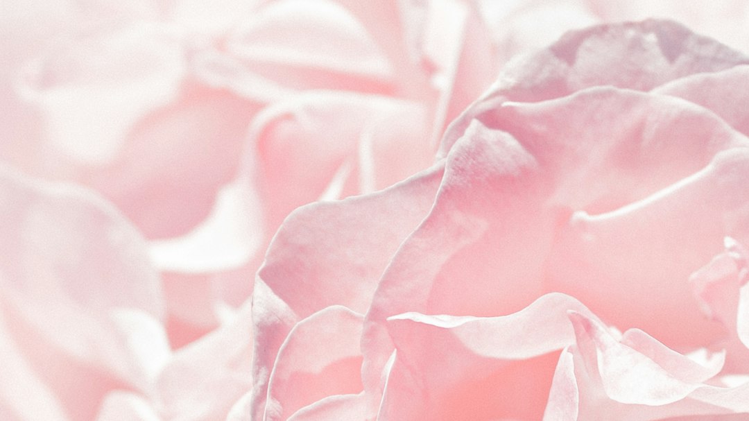 Roze rozen boeket: dit moet je weten voor de perfecte keuze