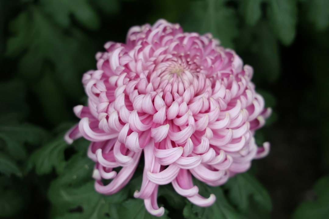 Chrysanten als snijbloem: soorten, houdbaarheid en waar je op moet letten