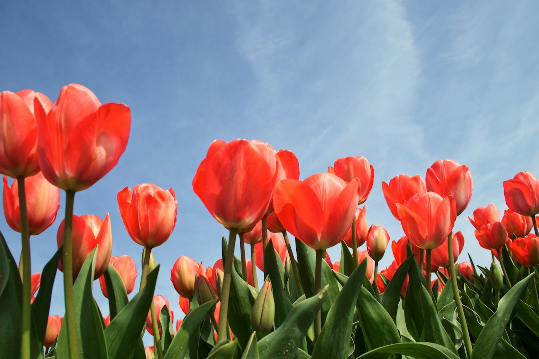 Darwin hybride tulpen: wat ze bijzonder maakt en hoe je ze het beste plant