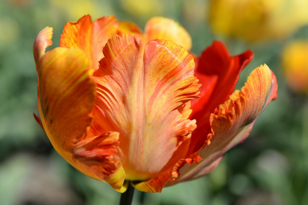 Papegaai tulpen: alles over deze opvallende tulpensoort