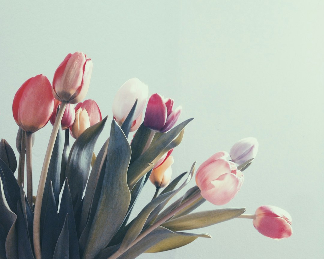 Biologische tulpen: wat ze zijn en waarom het verschil maakt