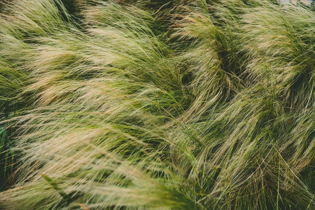 Pampasgras verplaatsen: zo doe je het zonder de plant te verliezen