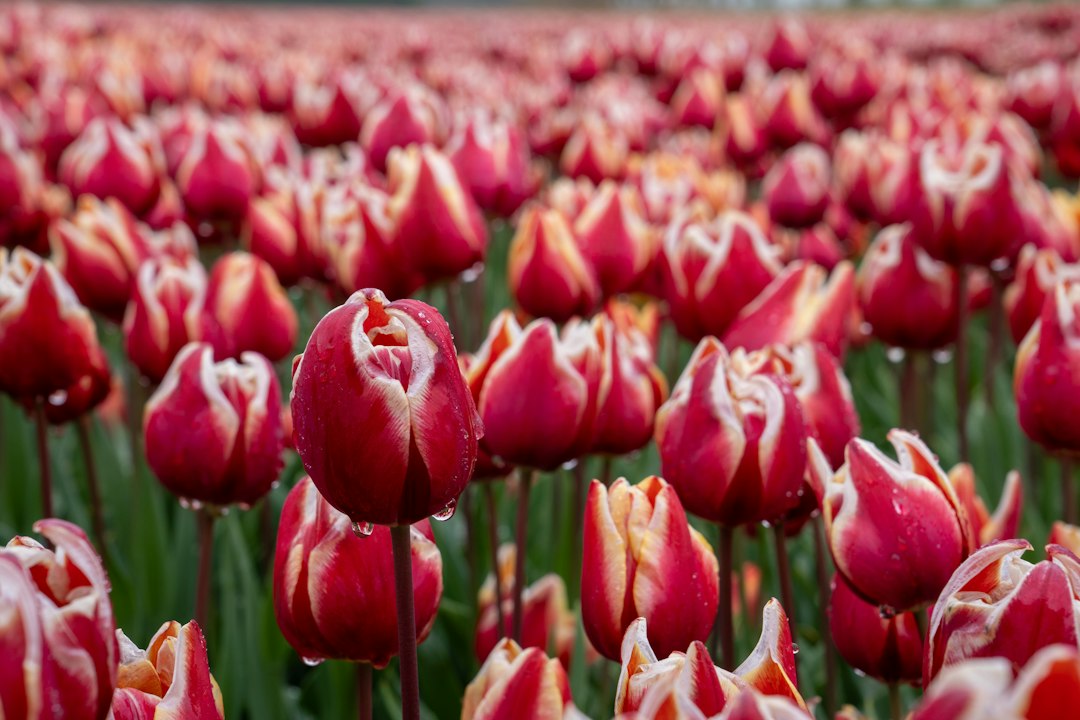 Dubbele tulpen: alles wat je moet weten over deze bijzondere bloem