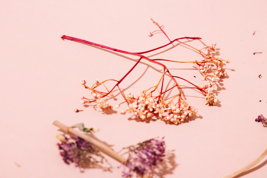 Roze droogbloemen: soorten, kleuren en waar je op let bij de keuze