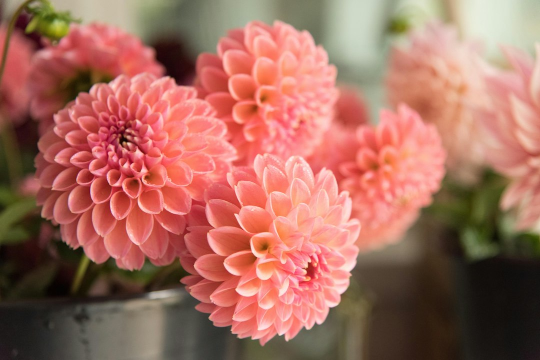 Dahlia boeket samenstellen: tips voor een prachtig resultaat