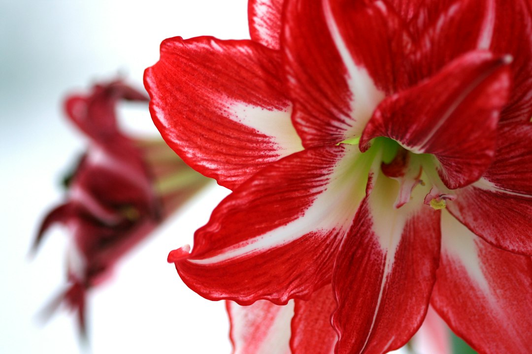 Amaryllis boeket: zo kies en style je de mooiste combinaties