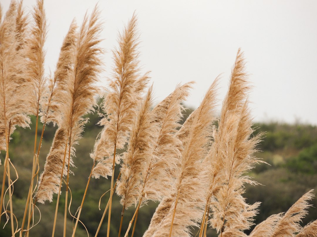 Nadelen van pampasgras: dit moet je weten voor je het plant