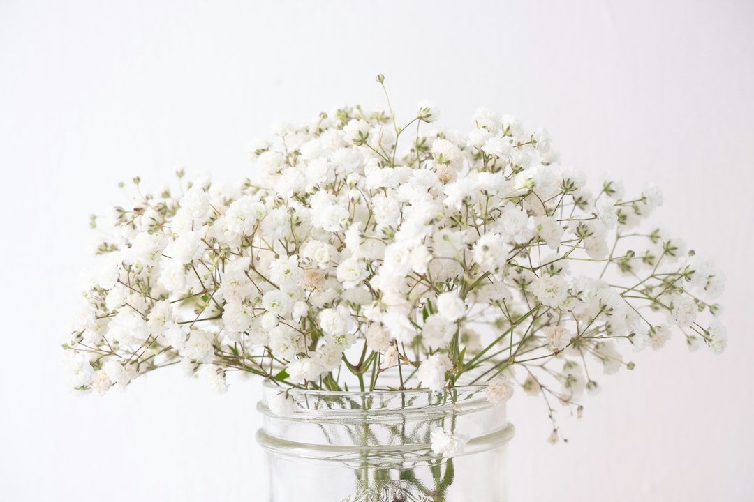 Droogbloemen gipskruid: alles over gebruik, combinaties en bewaren