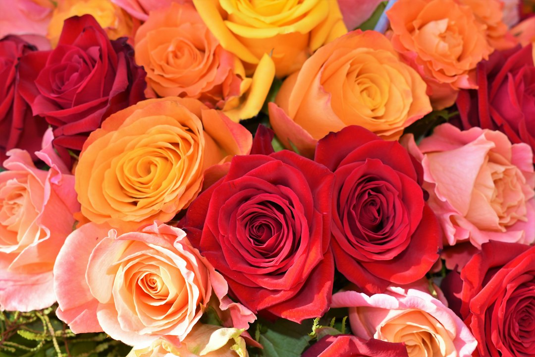 100 rozen boeket: wat je moet weten voor je bestelt