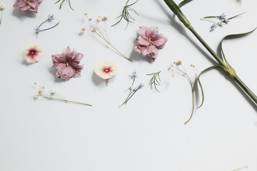 Biologische droogbloemen: wat ze zijn en waar je op let bij de keuze