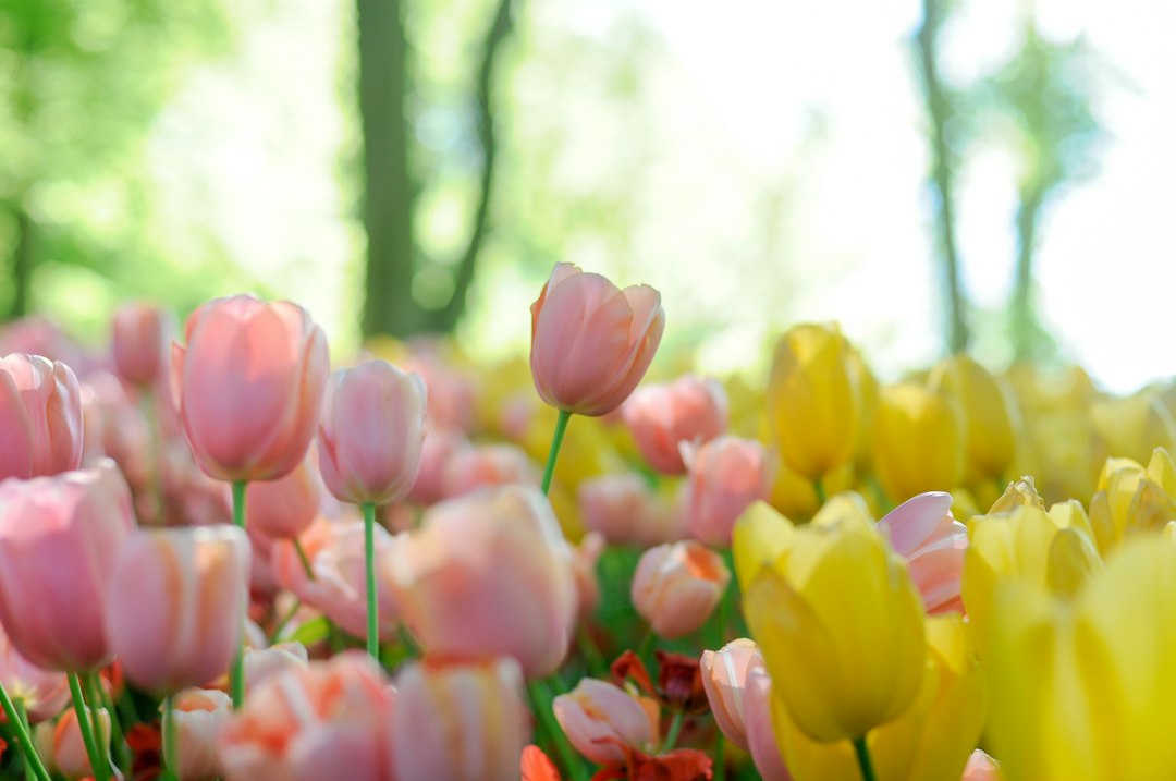 Wanneer bloeien tulpen? Bloeitijd, periode en wat je moet weten