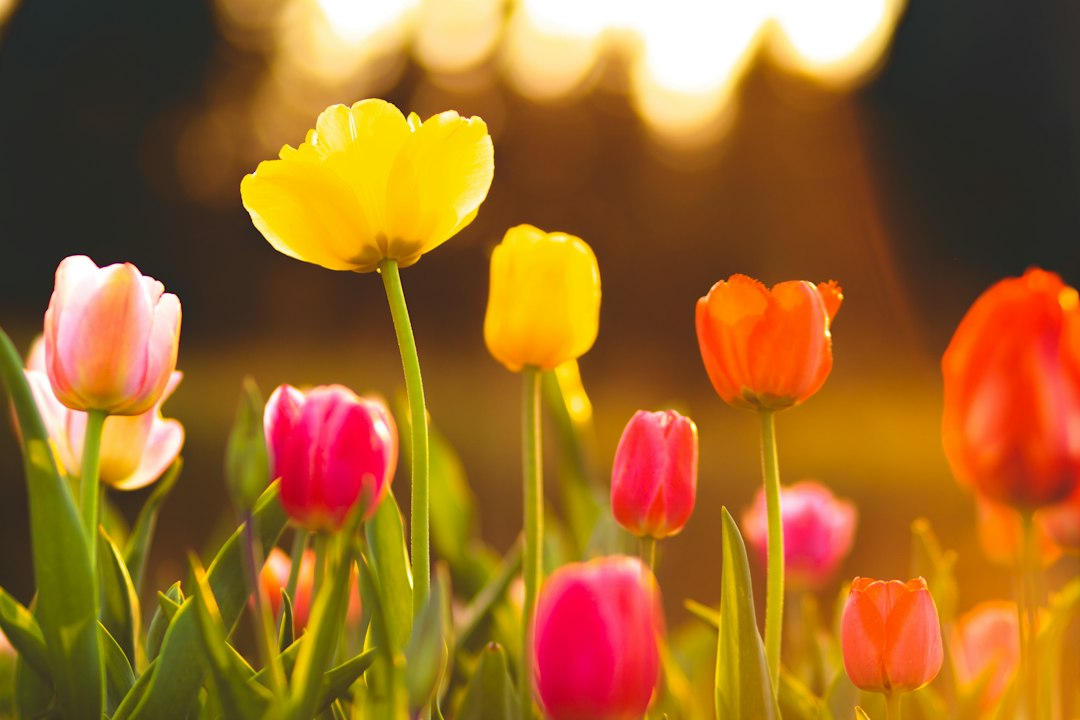 Tulpenseizoen: wanneer bloeien de tulpen en wat moet je weten?