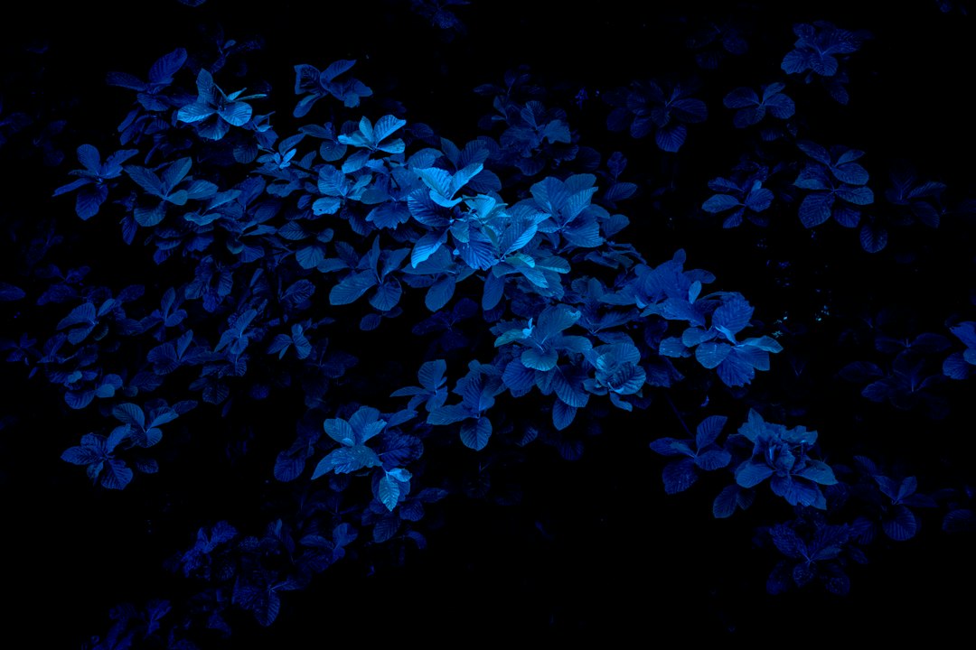 Blauwe bloemen boeket: de mooiste keuzes en waar je op moet letten