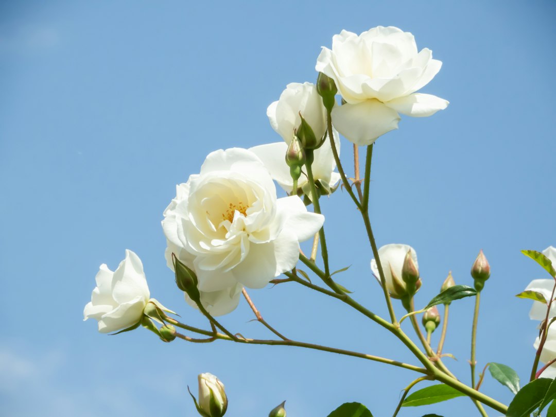 Witte rozen boeket: dit maakt het zo bijzonder en wanneer kies je het?