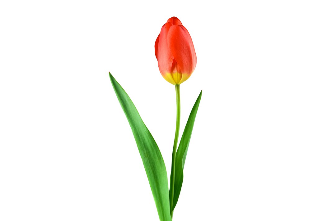 Real touch tulpen: zo realistisch dat je ze wil aanraken
