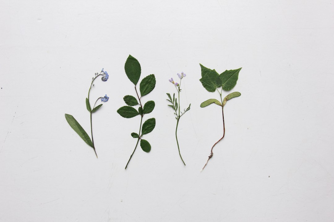Droogbloemen workshop: wat je kunt verwachten en hoe je kiest
